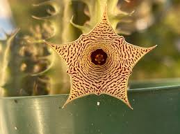 Image result for Huernia leachii