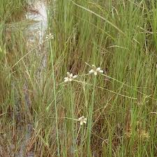 Image result for Lipocarpha chinensis