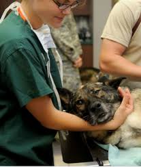 They require different approaches and can cause serious health complications if a person. Types Of Toe Cancer In Dogs Dog Discoveries