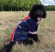 Both of these mixes are f1 generations, as labradoodles and goldendoodles aren't their own breeds. Goldendoodle Breeders France Elevage Goldendoodles Puppies For Sale
