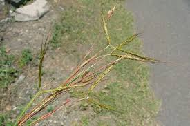 Image result for Hyparrhenia rudis