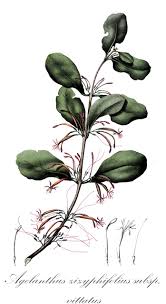 Image result for Loranthaceae