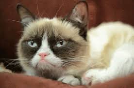 I've been a fan of the grouchiest cat on the internet ever since i first saw her. Grumpy Cat Gifs Get The Best Gif On Giphy
