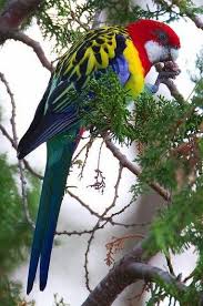 Birds In My Area Now Eastern Rosella Never Usedd To See These In The City But Now They Are In My Local Park In Adelaide I Love Photo Perroquet Oiseaux Colores Oiseaux Exotiques