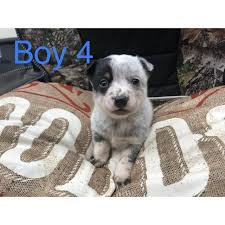 Browse thru our id verified puppy for sale listings to find your perfect puppy in australian cattle dog puppy for sale near pennsylvania, lancaster, usa. Australian Cattle Dog Fort Rock 5 Weeks Old Australian Cattle Dog Blue Heeler Puppies For Sale Asking 600 Fe Blue Heeler Puppies Heeler Puppies Blue Heeler