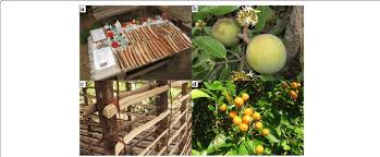 Image result for Landolphia kirkii