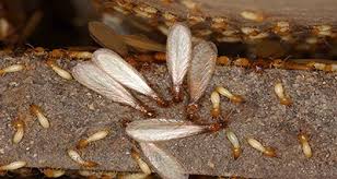 See reviews, photos, directions, phone numbers and more for do it yourself pest control locations in buford, ga. Buford Ga Termite Control Call Maple Leaf Lawn Care For Experienced Termite Control Programs In Buford Ga Organic Termite Control Buford Ga Termite Control Buford Ga Lawn Termite Control Buford Ga