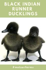Bird Eggs For Sale In India Our Indian Runner Ducklings Are Popular For Their Foraging Skills And Boundless Energy The Black Indian Runner Duc Black Runners Ducklings Baby Ducks For Sale