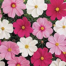 Pin On Seeds To Get