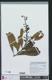 Image result for Hymenodictyon