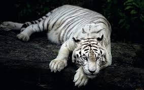 Looking for the best wallpapers? Animal 4k Wallpapers For Your Desktop Or Mobile Screen Free And Easy To Download