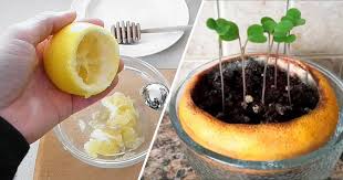 Can you use lemon peels in the garden. 19 Surprising Ways To Use Lemons Gardening Channel
