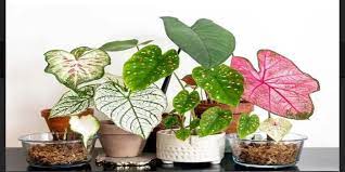 We did not find results for: 18 Jenis Tanaman Hias Caladium Alias Keladi Terlaris Di 2021 Beserta Harga Terbaru Ada White Christmas Dll Kabar Lumajang