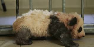 Maybe you would like to learn more about one of these? A Beauval Le Bebe Panda Va Enfin Faire Coucou Au Public