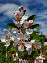 Check spelling or type a new query. Southern Crabapple Chestnut Hill Nursery
