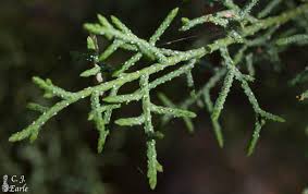 Image result for Cupressus arizonica
