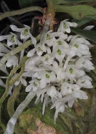 Image result for Rhipidoglossum