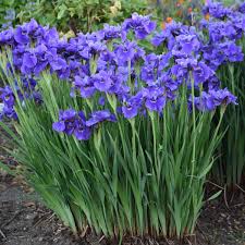 Withstands wind, rain, and cold; Iris Sibirica Ruffled Velvet Walters Gardens Inc