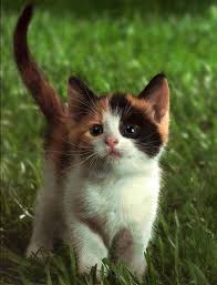 Cats And Kittens For Sale Hartlepool Cats And Kittens Getting Along Guzel Kediler Sevimli Kedi Yavrulari Komik Hayvan