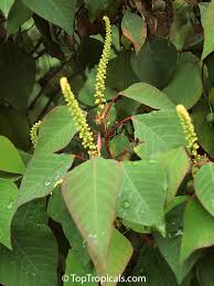 Image result for Sapium