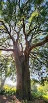 Image result for Ficus trichopoda