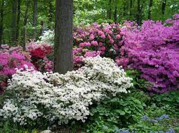 Pin By Brawner On Grow Flora Azaleas Landscaping Azaleas Garden Flowering Bushes