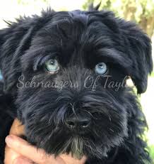 Find your new companion at nextdaypets.com. Schnauzers Of Taylor Miniature Schnauzer Breeder Austin Texas