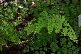 Image result for Adiantum patens