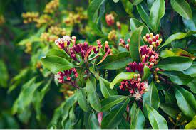 Shahad khane ke fayde in hindi : Cloves Laung In Hindi à¤² à¤— à¤• à¤« à¤¯à¤¦ à¤µ à¤¨ à¤•à¤¸ à¤¨ Long Ke Fayde