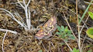 Image result for Pyrausta purpuralis