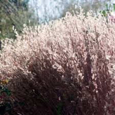 Image result for Schizachyrium jeffreysii