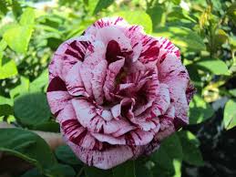 Ferdinand Pichard Historische Rose Gartencenter Bartels 19 95 A Rosen Gartencenter Rose Foto