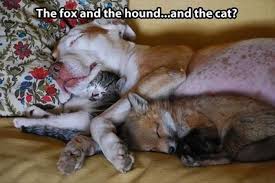 Funny Animal Picdump Of The Day 197 20 Photos Animals Friends Animals Friendship Cute Animals