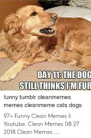 This is unarguably one of the funniest cat and dog meme videos you've probably watched. Funny Memes Clean Dogs