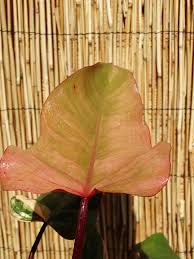 I have others that i am not wanting to trade yet, but for trade i have the following (if you have strawberry shake let's talk further about what i have): Philodendron Strawberry Shake Plant In 2x2x7 Pot Kens Philodendrons