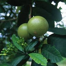 Image result for Tabernaemontana crassa