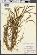 Image result for Digitaria pseudodiagonalis