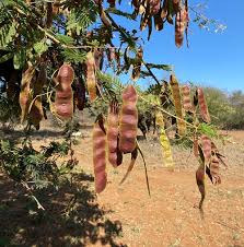 Image result for Acacia brevispica