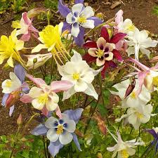 Image result for Aquilegia pompom mix