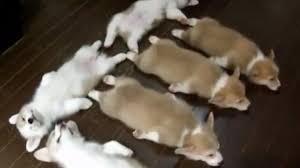 We do much more than just sell puppies. Corgi Puppies Stampede Sleep Play And Are Generally Super Cute Video Huffpost Canada News