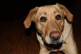 When faced with such disruptions, dogs may get stressed and become destructive. Senior Dog Anxiety At Night What Causes Nighttime Waking