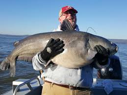 Network performance monitoring and diagnostics reports. How To Catch Catfish The Complete Catfishing Guide