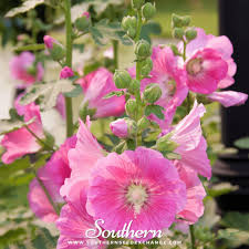 Image result for Alcea rosea