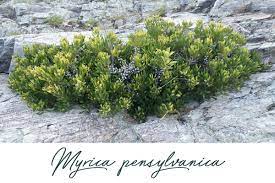 Searchresultsfast.com has been visited by 100k+ users in the past month Native Plants Of Cape Cod Crocker Nurseries