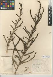 Image result for Suaeda articulata