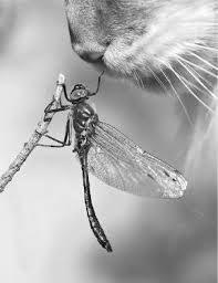 Black Book Winds Of Change Bug Lahoriblefollia Animals Dragonfly Insects