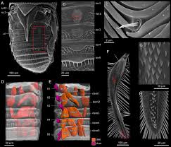 Wing, in zoology, one of the paired. Miniaturization Re Establishes Symmetry In The Wing Folding Patterns Of Featherwing Beetles Scientific Reports
