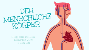 Wie ist der menschliche körper von innen beschaffen? Der Menschliche Korper Vorlage