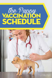 It would also be smart to pick a vet that has a good reputation. Puppy Shot Schedule A Detailed Guide On Vaccinating Puppies