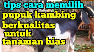 Hanya sedikit orang yang tau cara membuat iga bakar saus plum. Cara Memilih Kambing Lembut Produk Makanan 2021